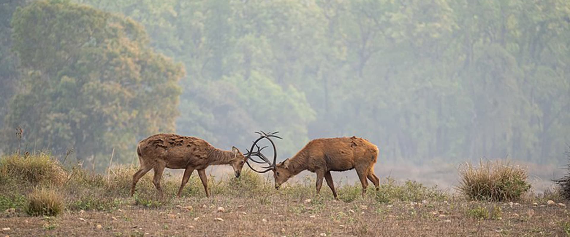 Star Cement’s wildlife conservation initiatives to protect natural habitats.